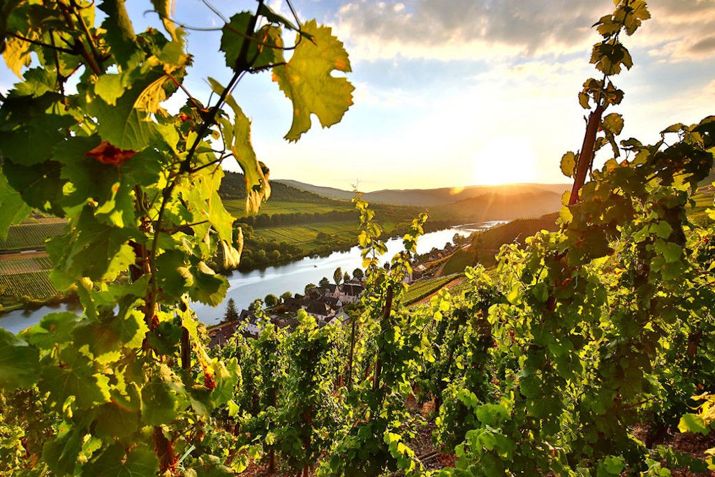 Weinberg bei Sonnenuntergang