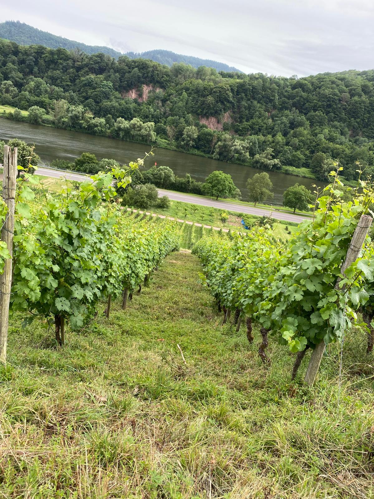 Mosel Panorama
