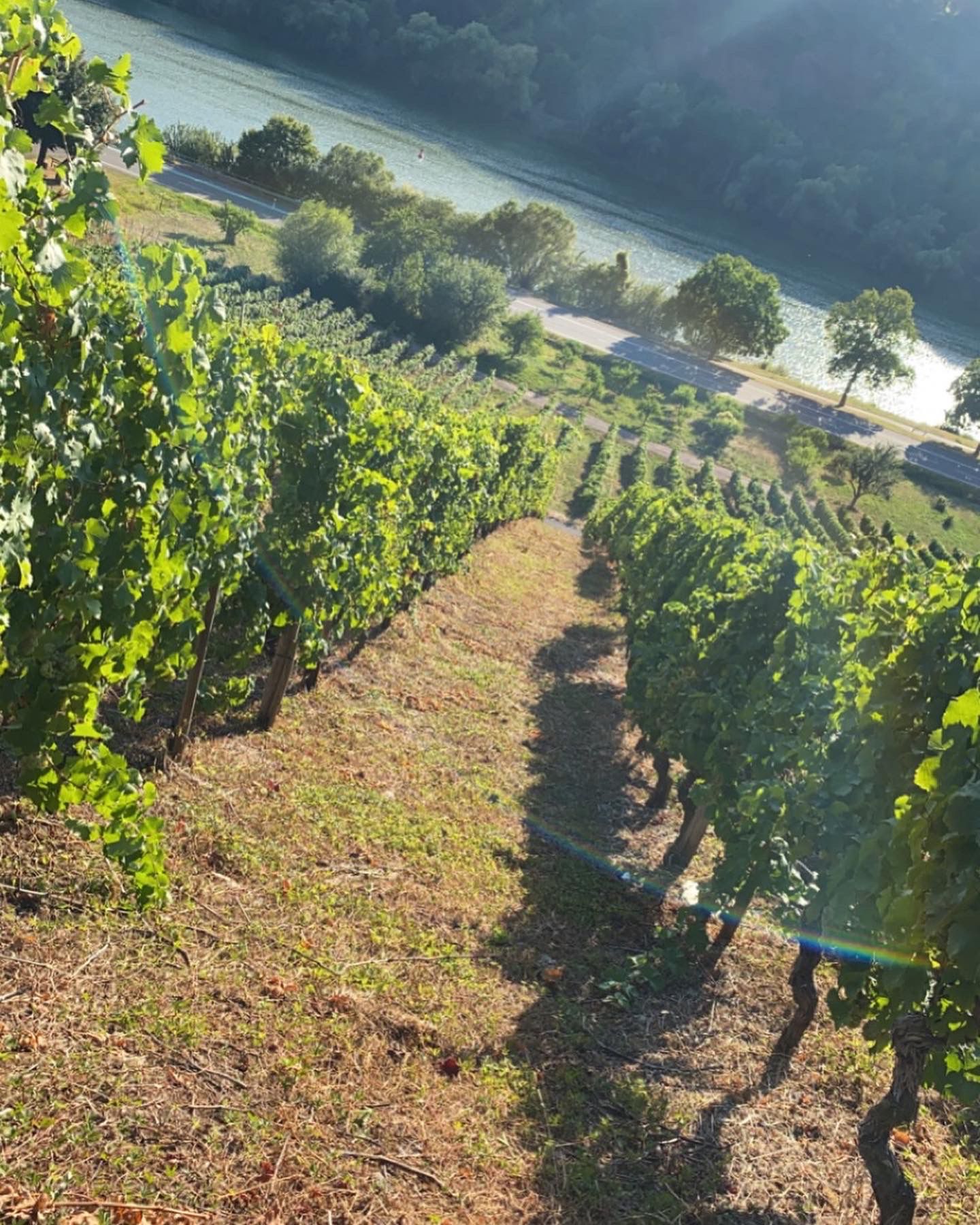 Abendstimmung im Weinberg